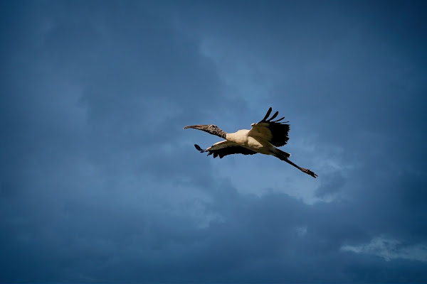 Wood Stork.