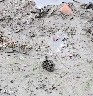 lotus Nelumbo nucifera