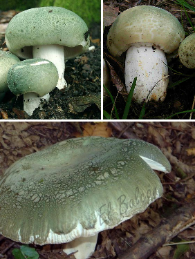 Gorro verde, Seta de cura, Russula virescens, Russula