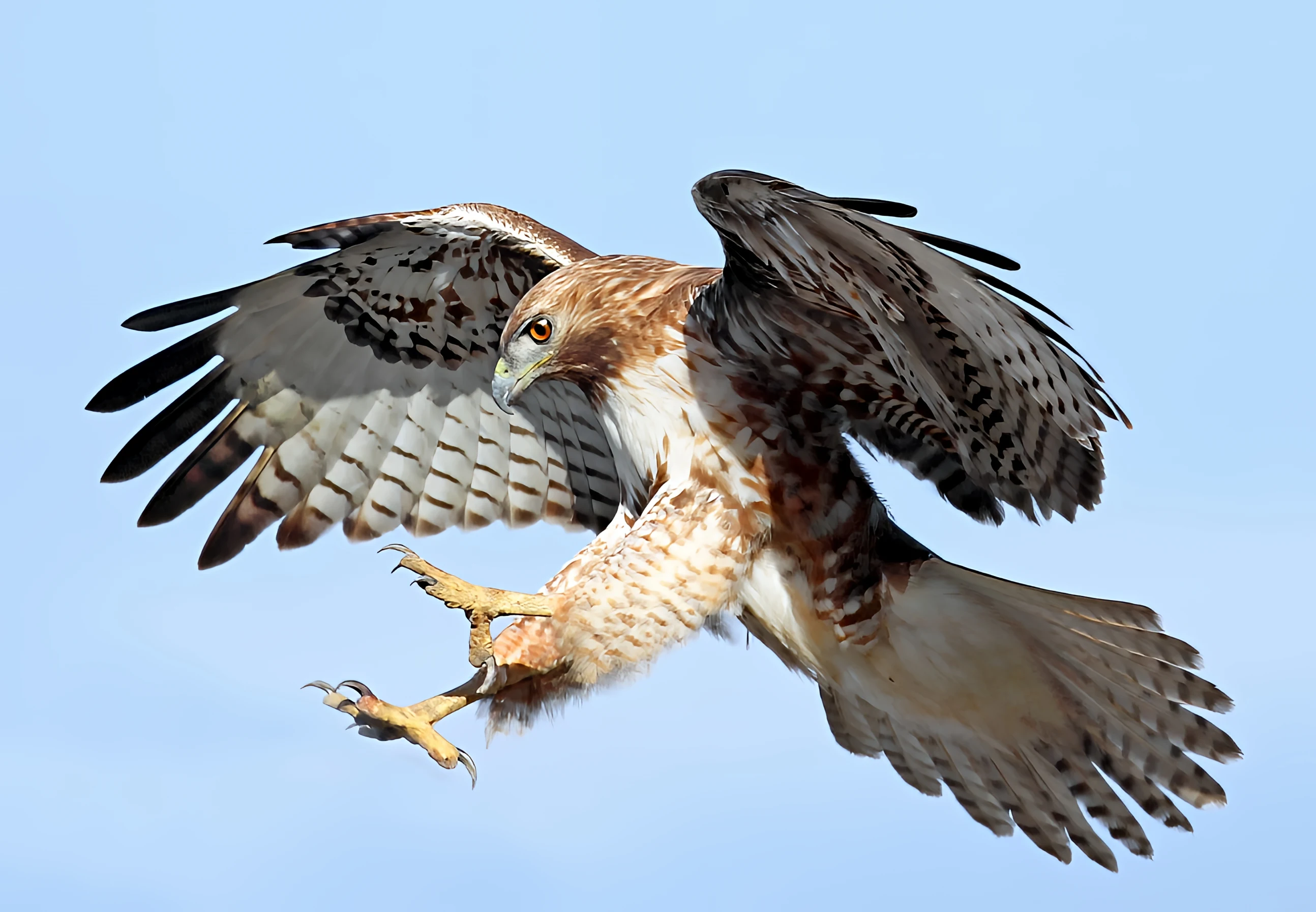 Snake Vs Eagle: Master of the Skies and Fearless Hunter of Serpents