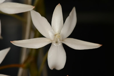 Aerangis ellisii orchid plant care and culture