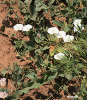 field bindweed