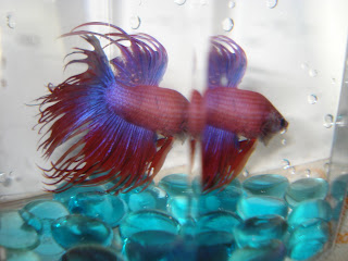 crowntail betta