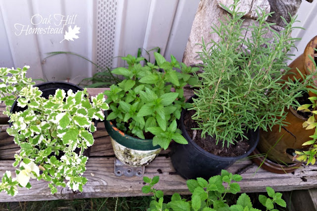 A variety of potted herbs growing on a wooden shelf