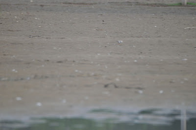 Piping Plover at Ashbridge's Bay Park in Toronto