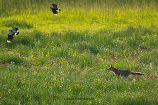 Wildlifefotografie Lippeaue Olaf Kerber Rotfuchs