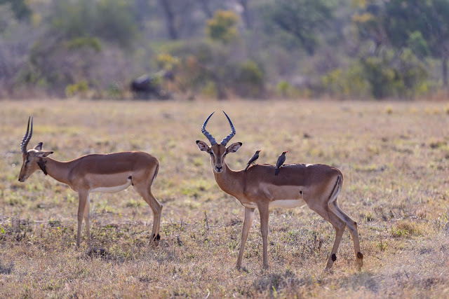 Impala Duo