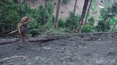 গাছের ওপর বোমাবর্ষণ: ভারতীয় পাইলটদের বিরুদ্ধে এফআইআর দায়ের