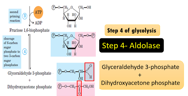 Lyase enzyme example Aldolase