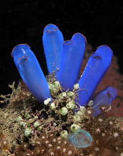 sea squirt