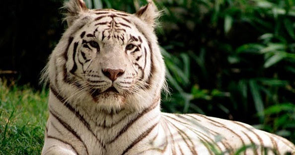 Gambar Foto Hewan gambar hewan harimau putih