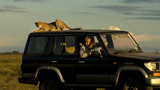 cheetah on top of hunter's jeep