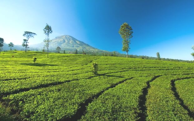 kebun teh tambi