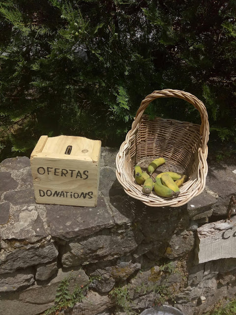 Locally grown bananas in the abandoned village of Part of the abandoned village Sanguinho, Faial Da Terra, Azores.