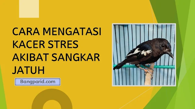 CARA MENGATASI KACER STRES AKIBAT SANGKAR JATUH