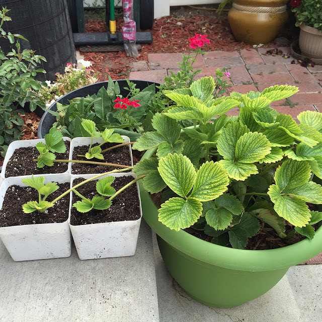 Strawberry baby plants taking root in new pots.
