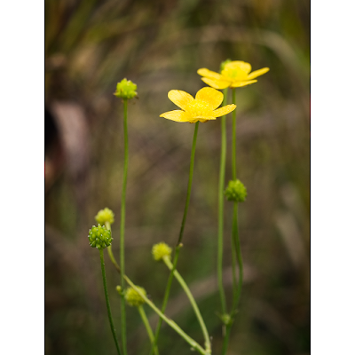 Ranunculus acris