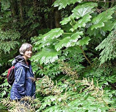 Devil's Club Towering over Teeny