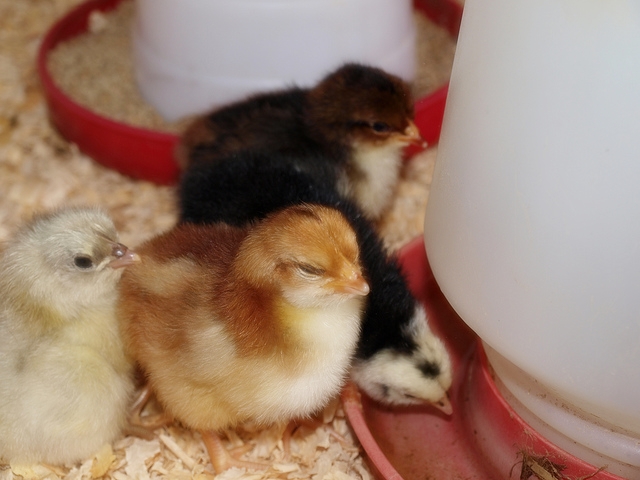 pictures of baby chicks