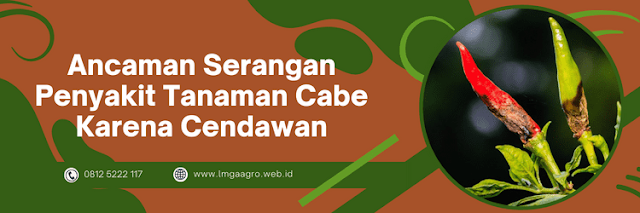 ancaman,penyakit,cendawan,jamur,cabe