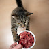 Raw Food Diet for Cats