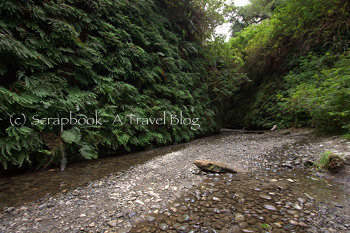 Fern Canyon at Prairie Creek Redwoods State Park