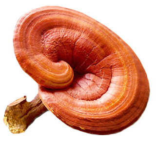 Ganoderma mushroom extract supplier in Canada