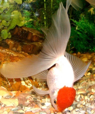 red cap oranda