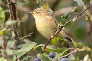 Chiffchaff DFBridgeman