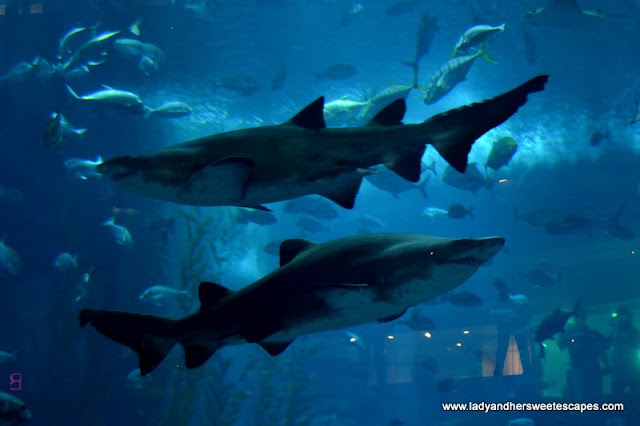 Sharks at Dubai Aquarium