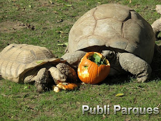 Halloween Zoo Madrid 2016