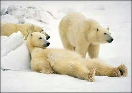 Funny Polar Bear