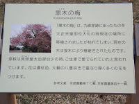 Kurokinoume plum tree story - Kyoto Gyoen National Garden, Japan