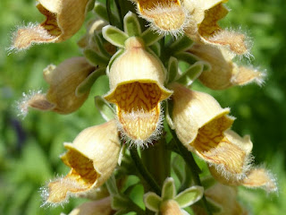 Digitale ferrugineuse - Digitale ferreuse - Digitalis ferruginea