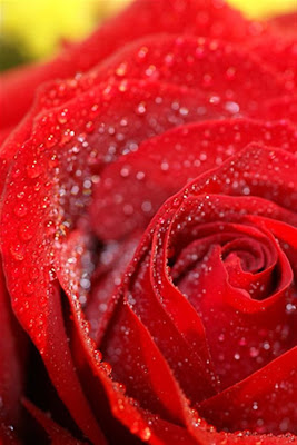 Red Rose Wallpaper For Iphone
