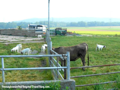 Lytle Farms in Middletown Pennsylvania - Goats & Cows