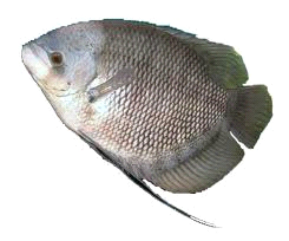 PROJOTAMAN.BLOGSPOT.COM: BUDIDAYA IKAN GURAMI