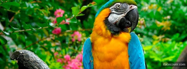 30+ Beautiful Cute Birds Facebook Cover Photos