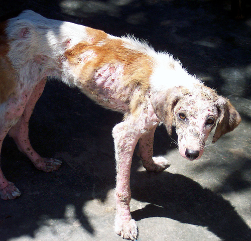 pictures of sarcoptic mange in dogs