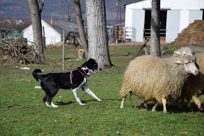 Ruby herding