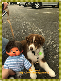 kiki monchhichi chiot berger australien chien 