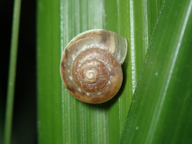 Hygromia cinctella