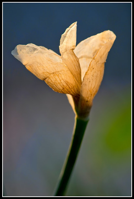 Iris; Irises; Flower; Fading