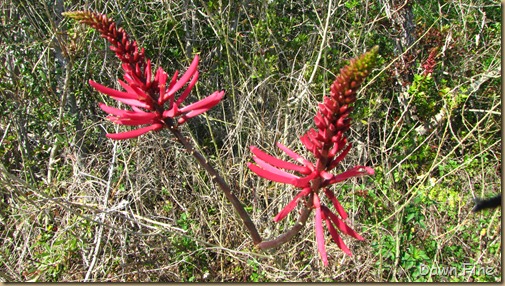 Pelican island nwr_142