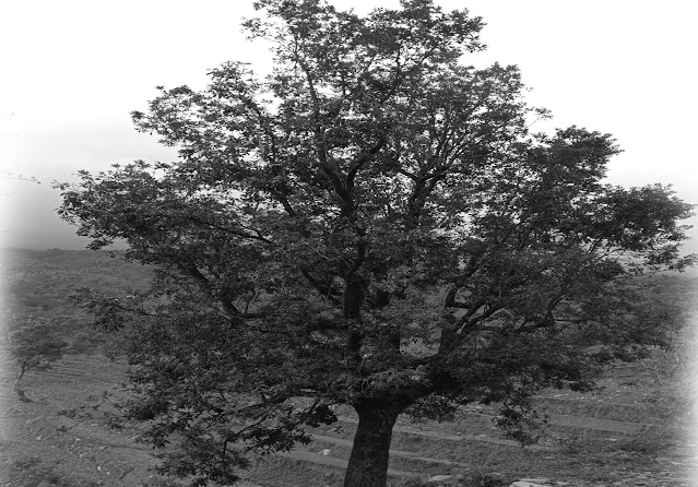Some trees in Nepal bear fruit even without growing in the forest and field.