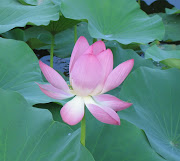 நேற்றைய பொன் அந்தி. மாலைபொழுதில் (pink lily flower)