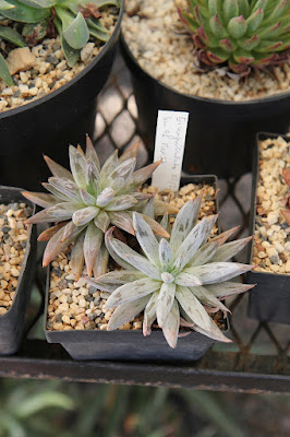 Echeveria unguiculata care and culture