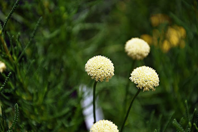 flower images download,flower images rose,flower images wallpapers,images of nature,flower images hd,images of flowers,flowers images for love,pictures of flowers and butterflies,Page Navigation
