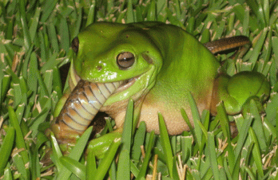 Amazing and Unbelievable. Frog Eating a Snake. This a Real Phenomenon in China and Australia