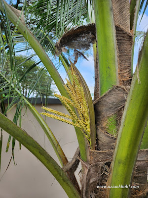 mayang kelapa